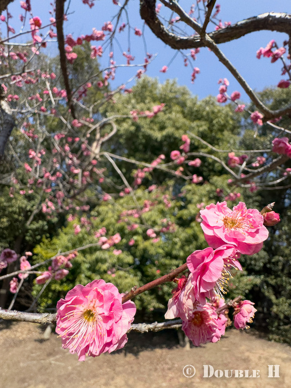 TediousPhoto20260214D