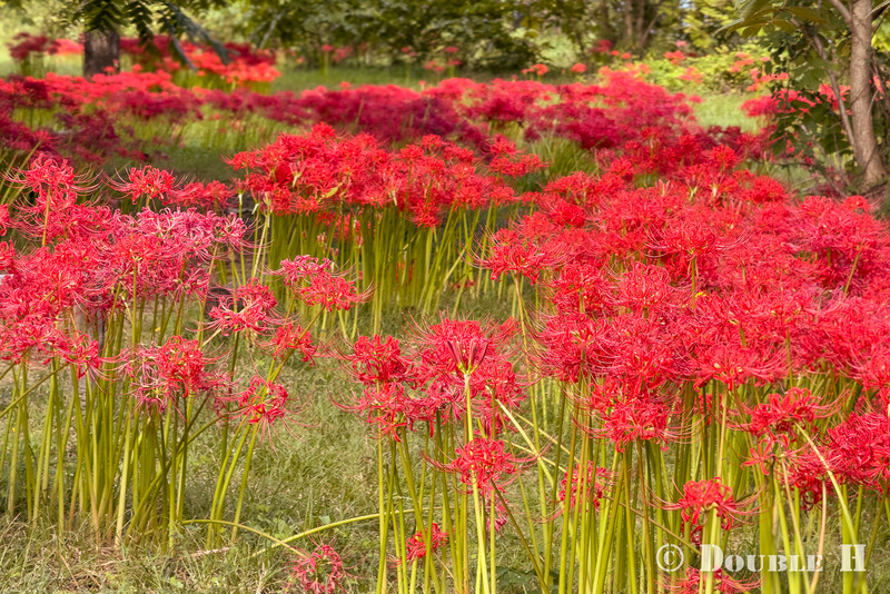 TediousPhoto20251003B