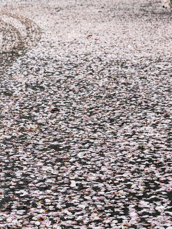 TediousPhoto20240410A