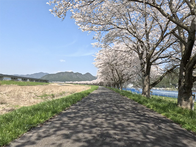 SakuraCycling2026HikamiKakogawaCapture12