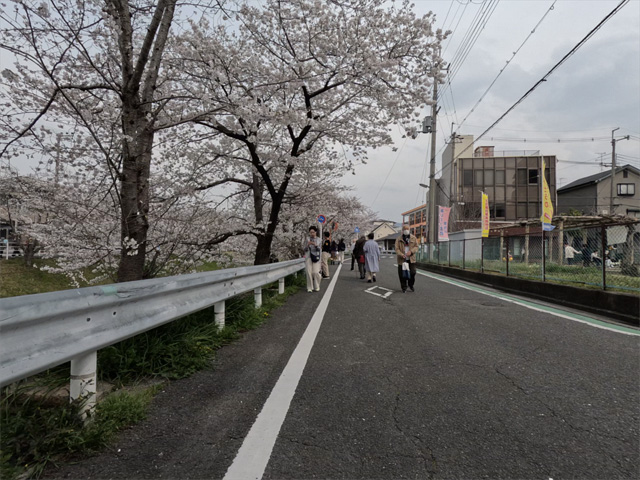 SakuraCycling2026SaboRiverCapture01