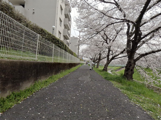 SakuraCycling2026SaboRiverCapture13