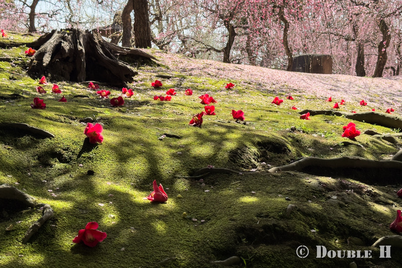TediousPhoto20260308A
