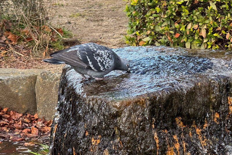 TediousPhoto20250121