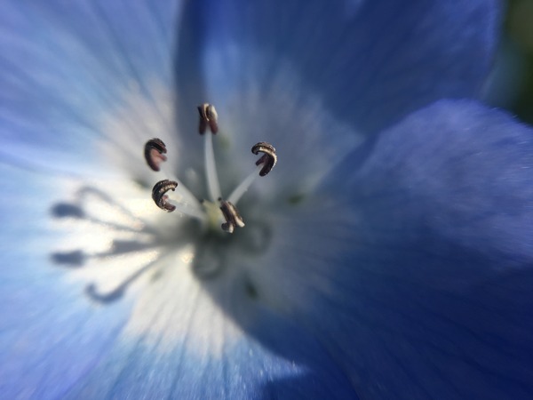 SmartPhoneLens100Yen16SampleMacro