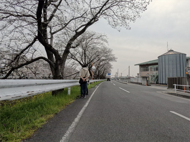 SakuraCycling2026SaboRiverCapture15