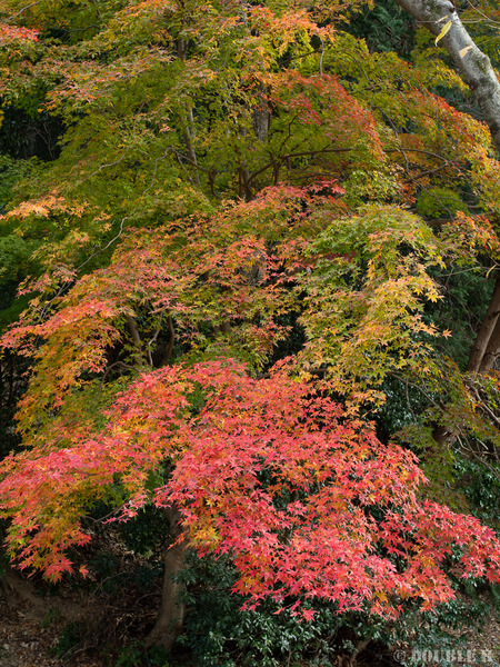 TediousDays20181210_03_4797