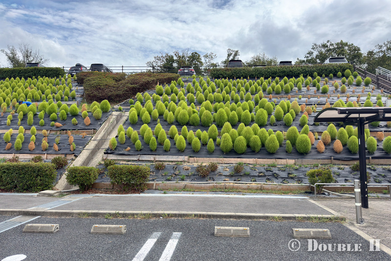TediousPhoto20260902A
