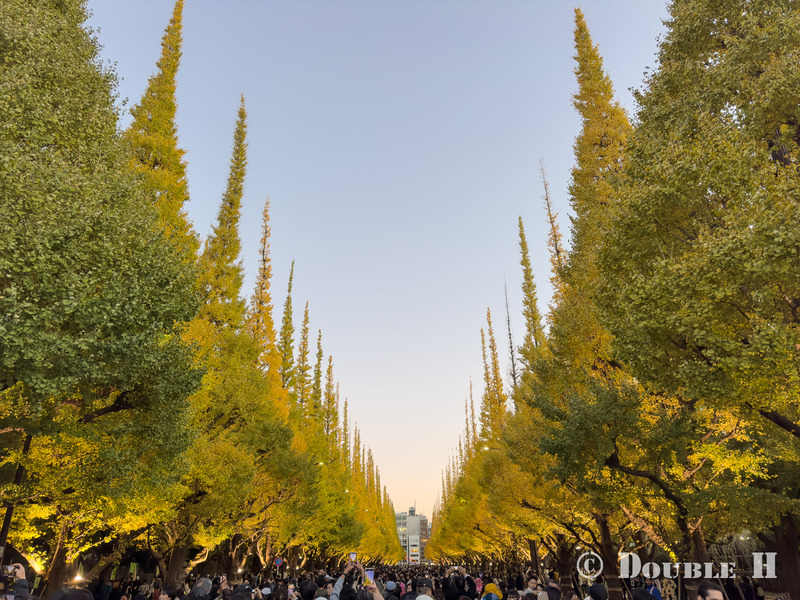 TediousPhoto20241126A