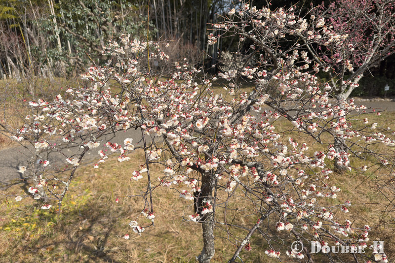 TediousPhoto20260214E