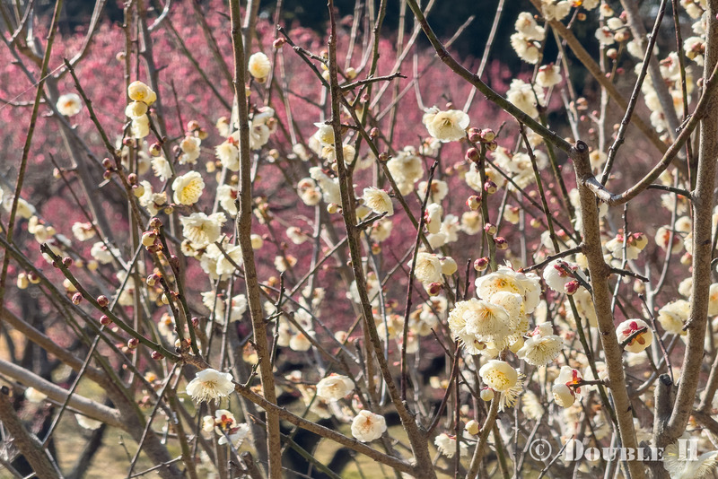 TediousPhoto20260214C