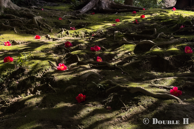 TediousPhoto20260308D