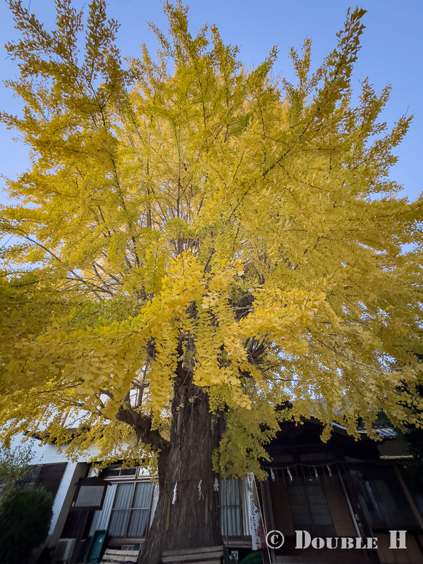 TediousPhoto20251203B