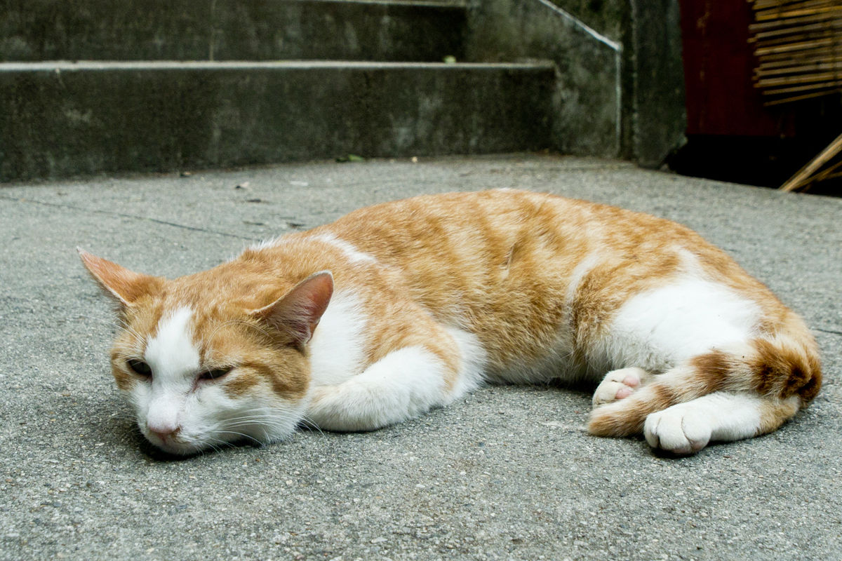 もう猿はいない それでも滝や紅葉 さらには猫も楽しめる箕面公園デート 大阪デートラボ Osaka Date Laboratory もう猿はいない それでも滝や紅葉 さらには猫も楽しめる箕面公園デート 大阪デートラボ Osaka Date Laboratory