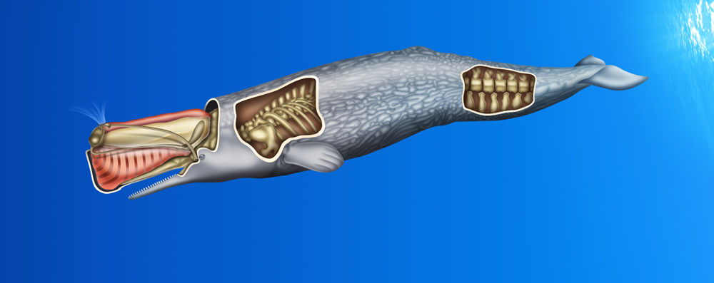 マッコウクジラ 世界の動物達を透視リアルイラストで表現18