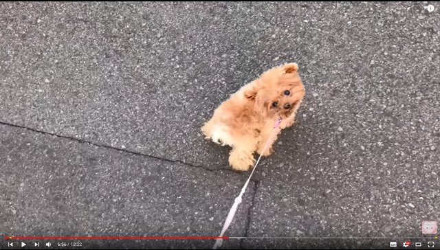 日本の犬語翻訳機 バウリンガル が想像以上に正確だと話題に