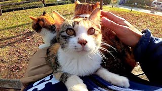 感動猫動画