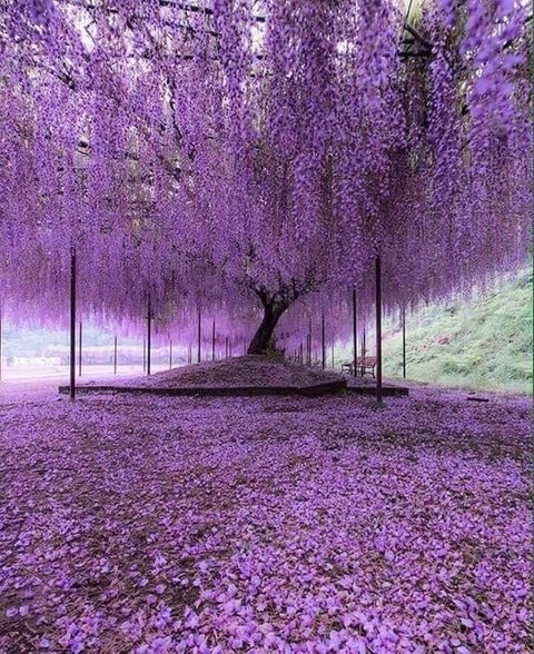 日本の藤の花があまりにも美しいと海外で話題に 旧 海外の反応 ディミヌート