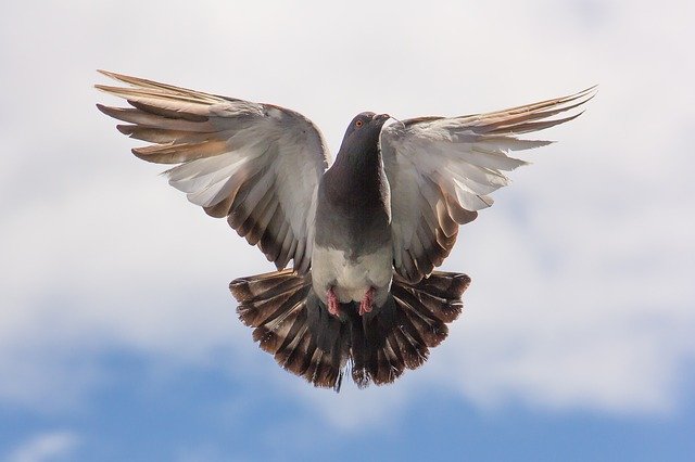 pigeon-747462_640