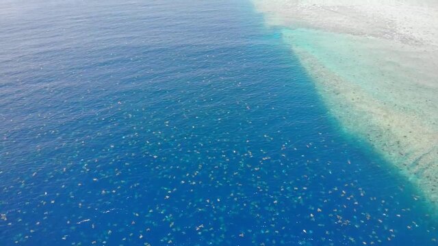 グレートバリアリーフ_アオウミガメ_レイン島