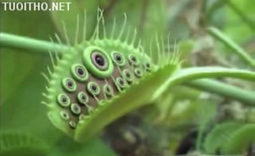 Strange Living Plants Youtube動画の森 旧