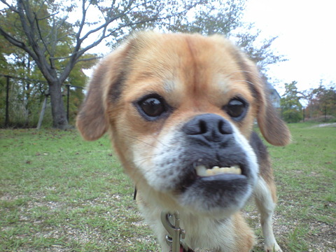 人気女優川口春奈さん ペットショップで犬を購入してしまい大炎上 する理由がいまいちわからないんだけど 同人速報