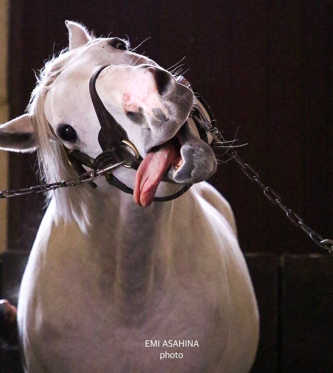 ウマ娘 ゴルシ主役の三期があったらどんな感じになるかな 同人速報