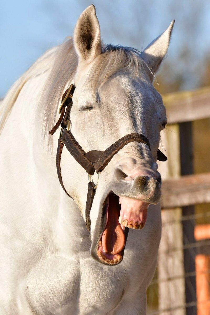 ウマ娘 ゴルシ主役の三期があったらどんな感じになるかな 同人速報