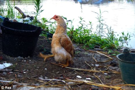 article-1280488517768-0AA083C1000005DC-672490_466x310