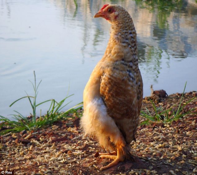 article-1280488427218-0AA083E3000005DC-416573_636x567