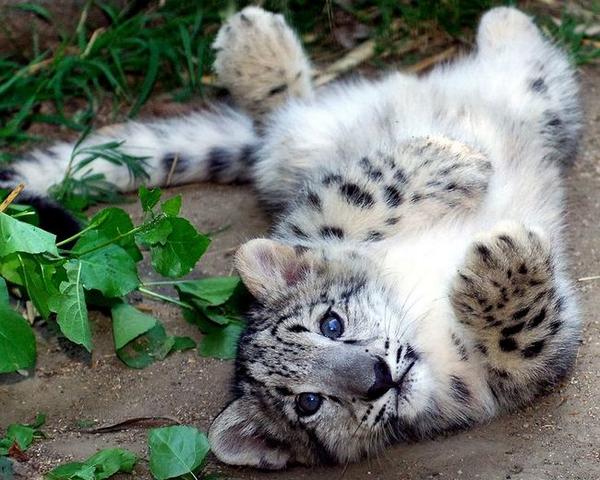 めっ めんこいぃ ユキヒョウの赤ちゃん 15分で いないいないばあっ 北海道旭山動物園 徒然と 道楽 めっ めんこいぃ ユキヒョウの赤ちゃん 15分で いないいないばあっ 北海道旭山動物園 徒然と 道楽