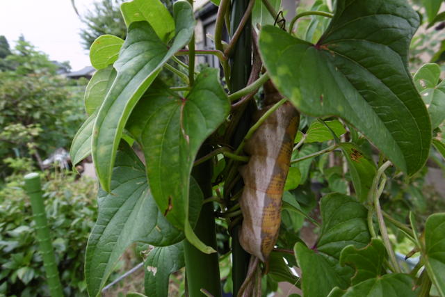 芽が出た 芽が出た ミニ白菜 畑大好き爺さん