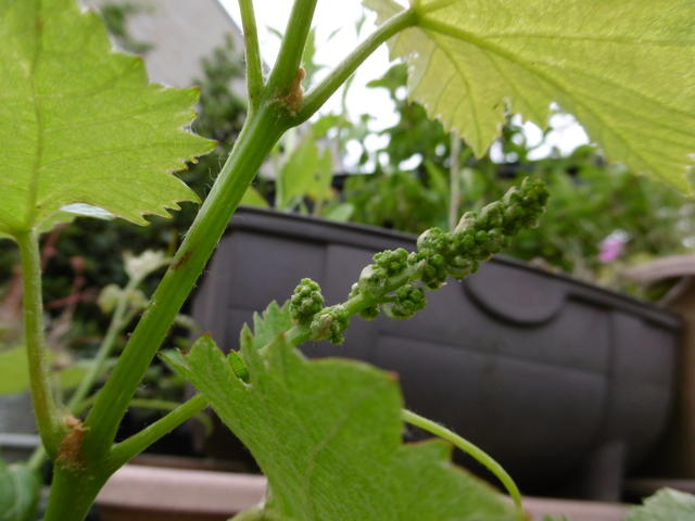 古い種からは芽が出ない モロヘイヤ 畑大好き爺さん