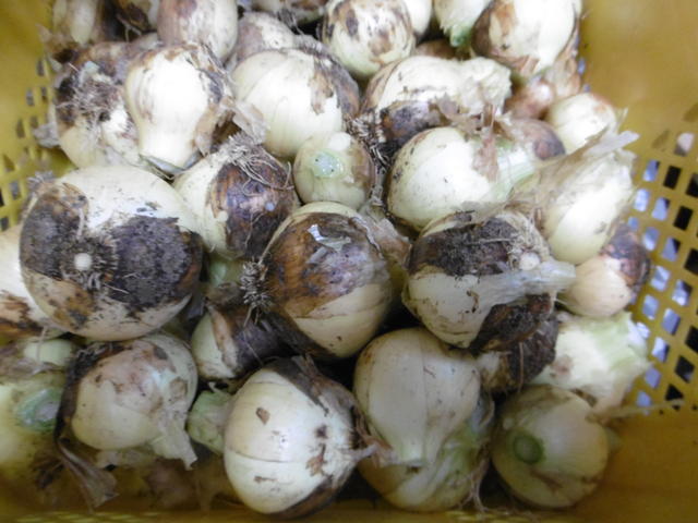 古い種からは芽が出ない モロヘイヤ 畑大好き爺さん