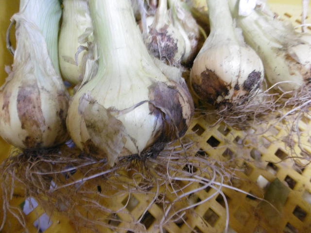 古い種からは芽が出ない モロヘイヤ 畑大好き爺さん