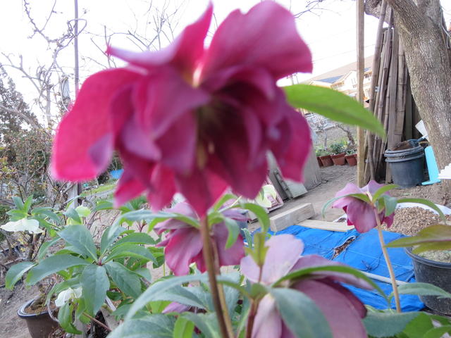 チンゲンサイ この先どうしたらいいのかな 畑大好き爺さん