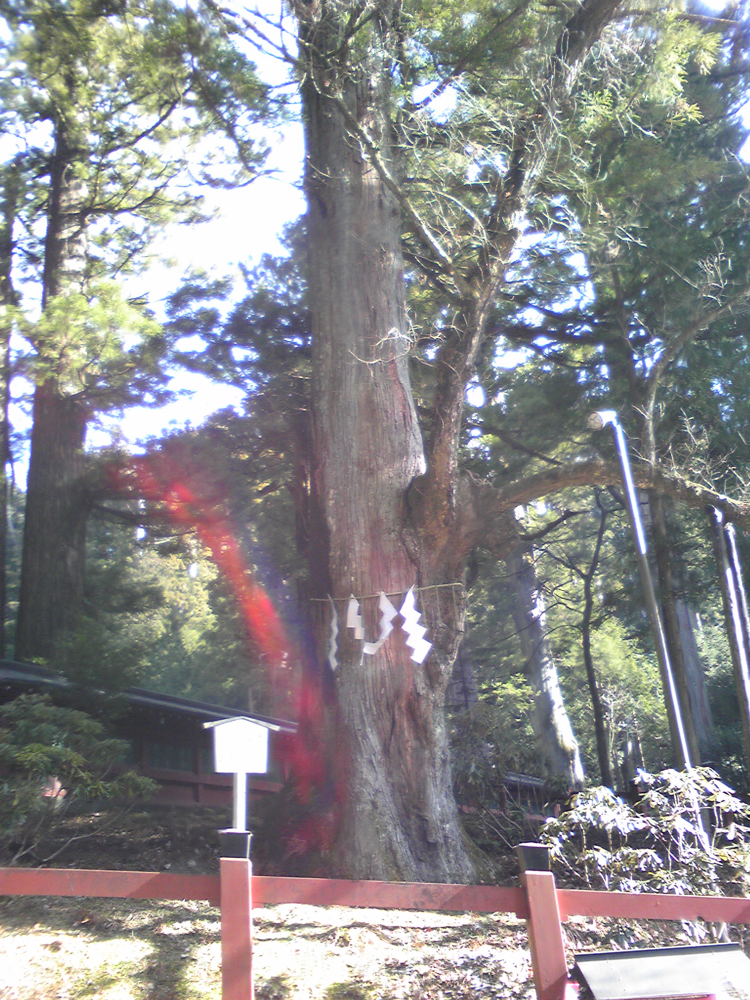 二荒山神社の縁結びの木で 心霊写真鑑定結果 菅一男の心の道場 二荒山神社の縁結びの木で 心霊写真鑑定結果 菅一男の心の道場