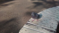ハト4