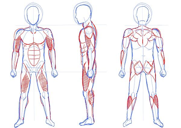 筋肉質な男性の絵 前 横 後 前編 だうねこの投資と消費