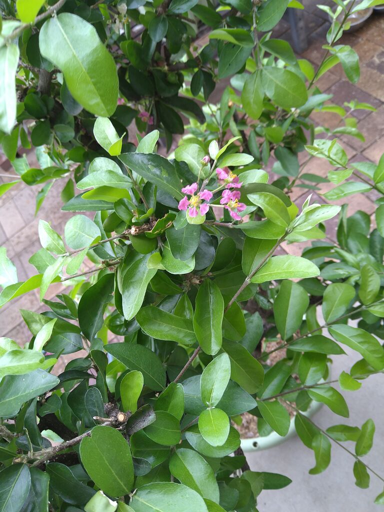 可愛いアセロラの花 いせさき ねこげた日記