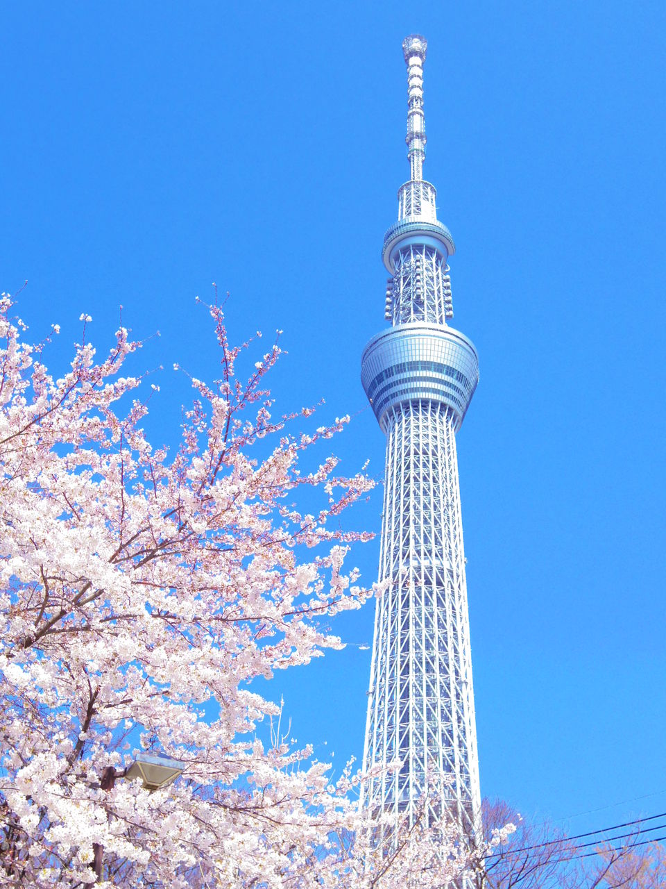 スカイツリーがみえるぞ～ : 桜とスカイツリーのスポット巡り ...