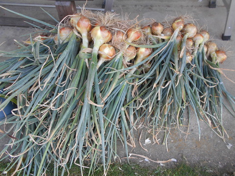 DSCN2542