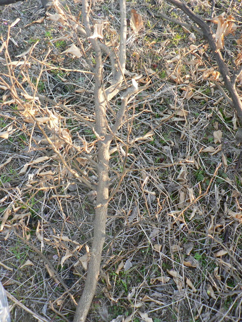 ゆず剪定枝の処分 これもありかな