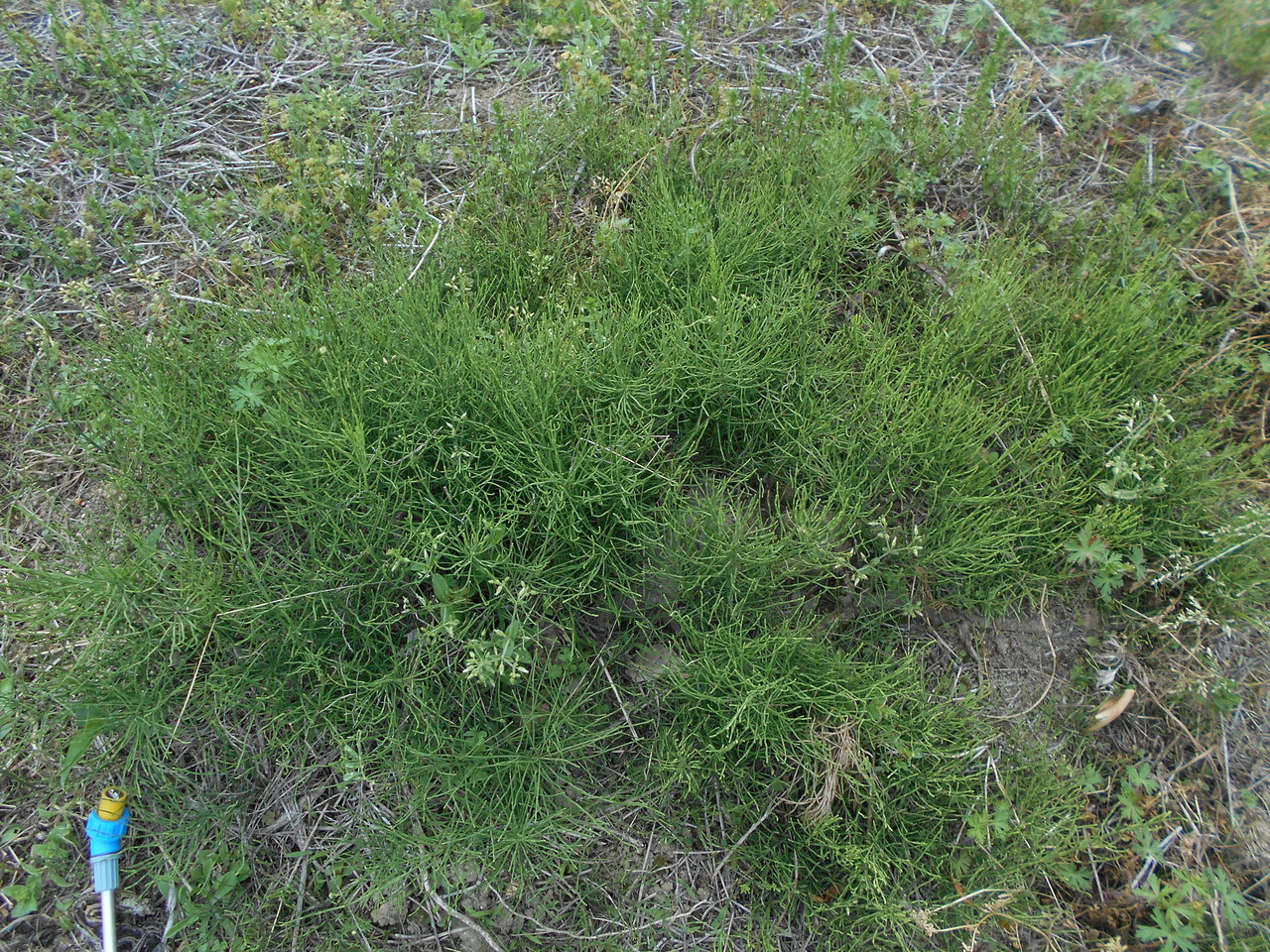 小さい夏雑草を焼いてみた 仕方がなく除草剤 これもありかな 小さい夏雑草を焼いてみた 仕方がなく除草剤 これもありかな