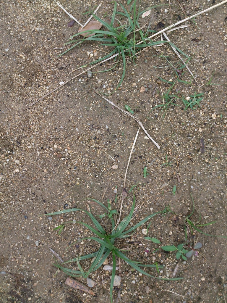 ジャガイモ収穫と野良トマト植え付けと尻腐れ対策 畑のスギナとハマスゲ取り これもありかな ジャガイモ収穫と野良トマト植え付けと尻腐れ対策 畑のスギナとハマスゲ取り これもありかな