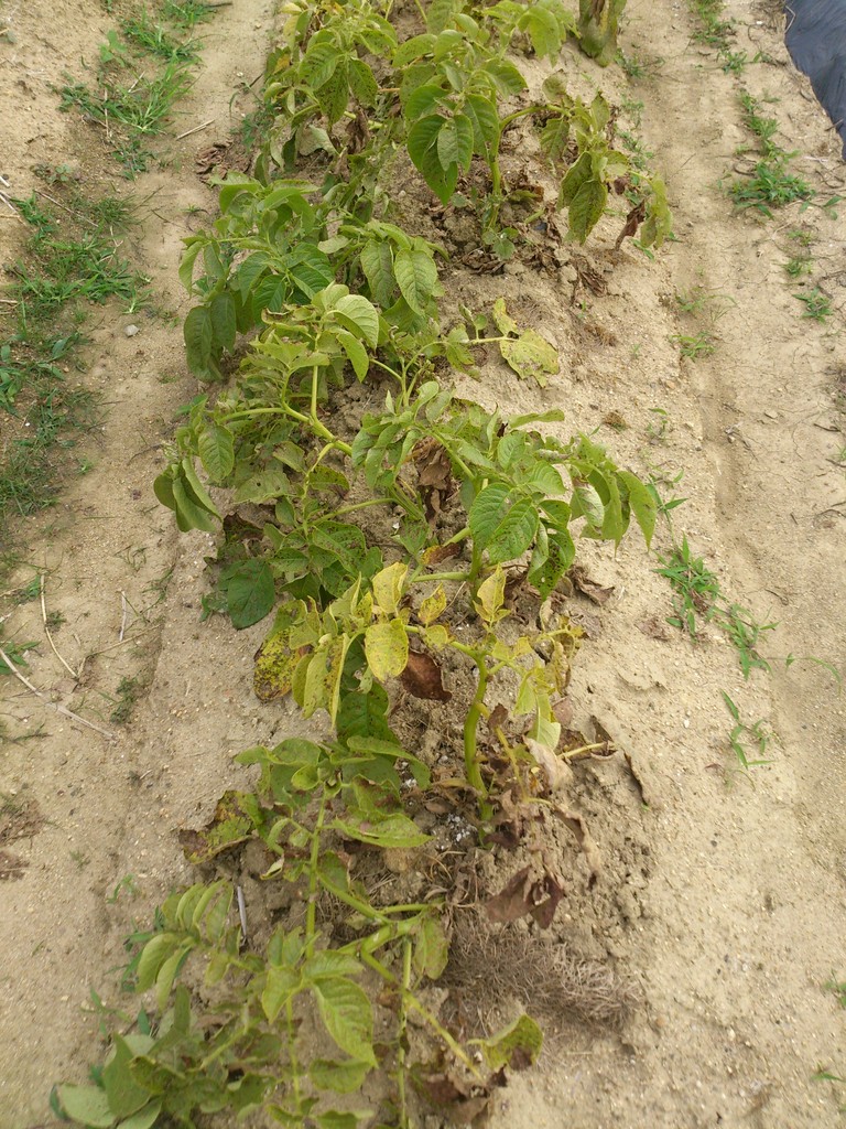 ジャガイモ収穫と野良トマト植え付けと尻腐れ対策 畑のスギナとハマスゲ取り これもありかな ジャガイモ収穫と野良トマト植え付けと尻腐れ対策 畑のスギナとハマスゲ取り これもありかな