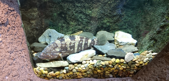 カメラ評価＠SC-01J_Galay note7 edge