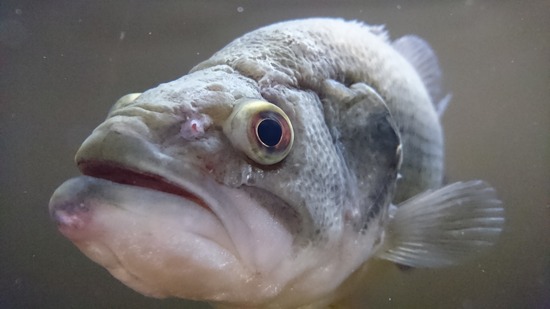 ギャラクシーノート7のカメラ評価④