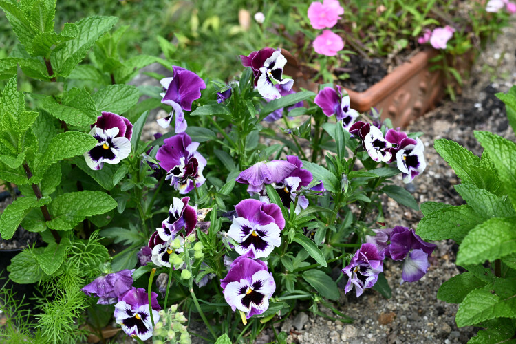 DSC_0015