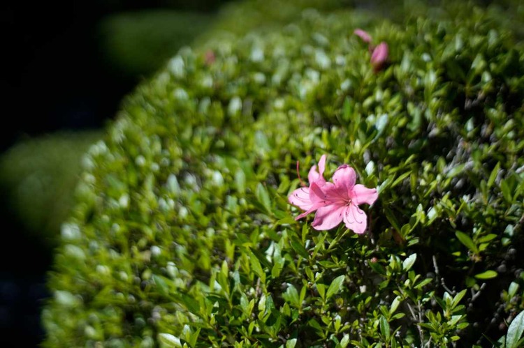 _A7C1393-CONT